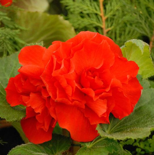 begonia double red