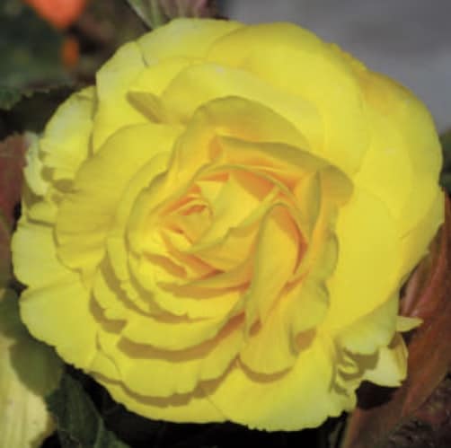 begonia double yellow
