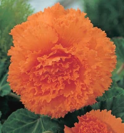 begonia fimbriata orange