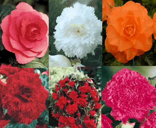 begonia mixture