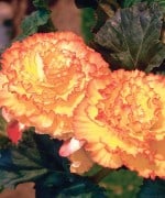 begonia picotee yellow red