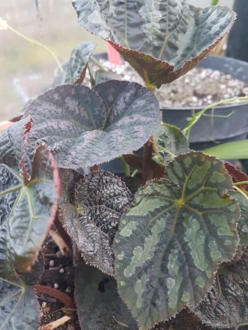 begonia xanthina