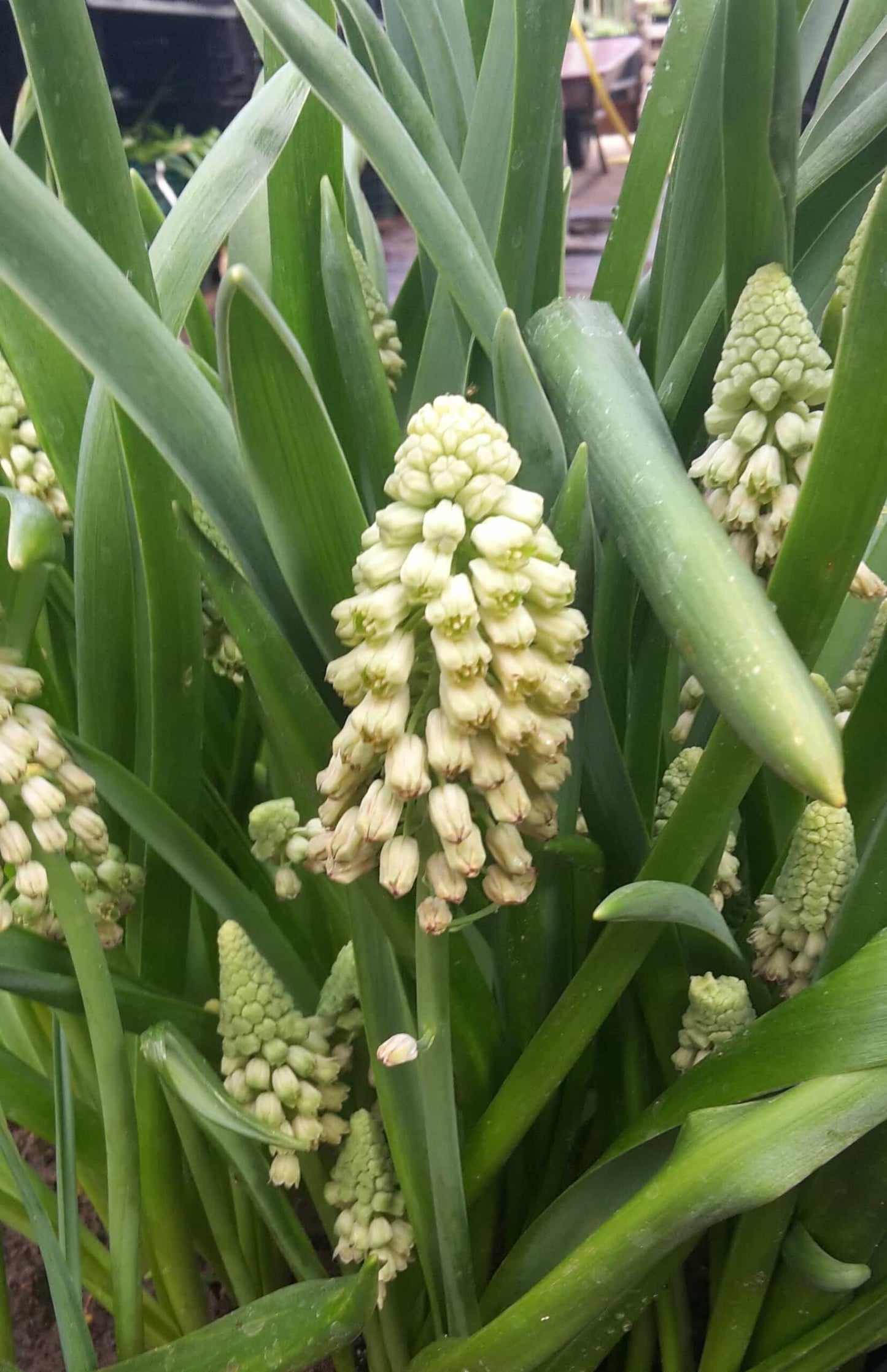 bellevalia green pearl 1