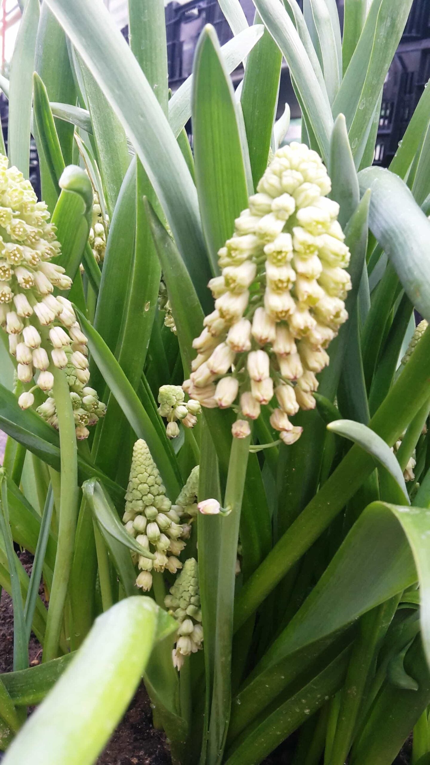 bellevalia green pearl