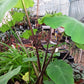 burgundy-stem-1