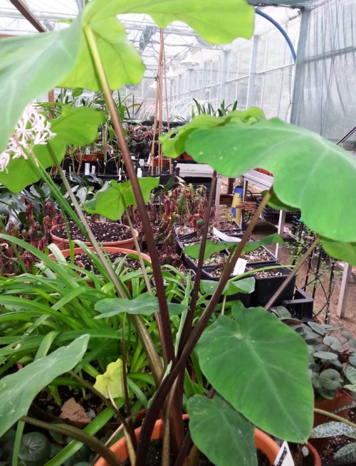 burgundy-stem-1