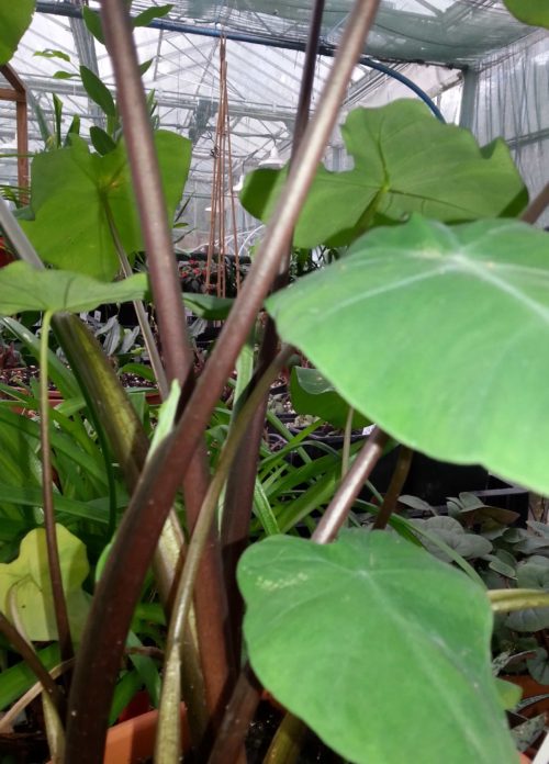 burgundy-stem