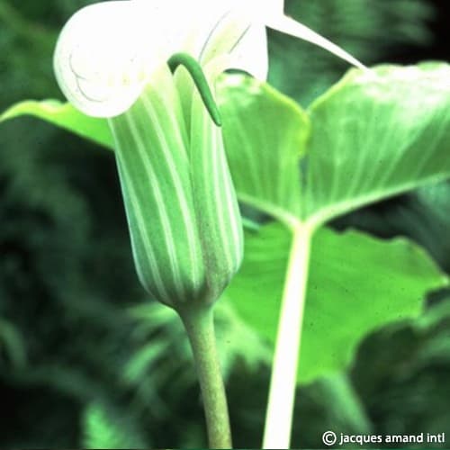 candidissimumwhiteform