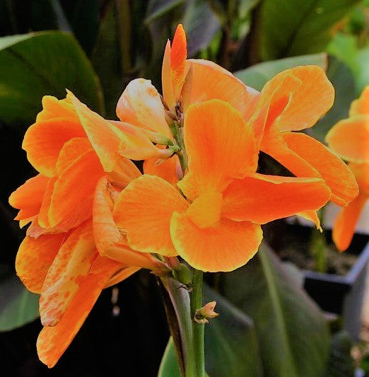 canna carnival