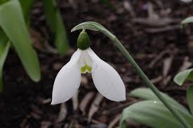 caucasicus early