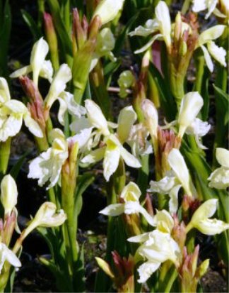 cautleyoides Jeffrey Thomas