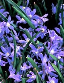 chionodoxa sardensis