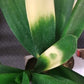 clivia varieg.