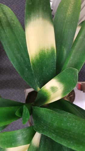 clivia varieg.