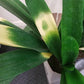 clivia varieg. .jpg1