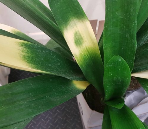 clivia varieg. .jpg1