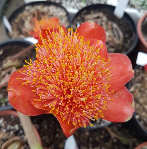 coccineus
