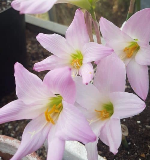 cooperanthus hortensis