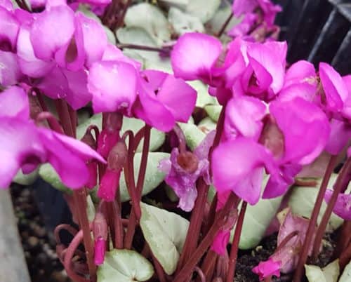 coum silver leaf pink