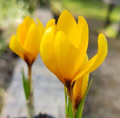 crocus kiss of spring.1