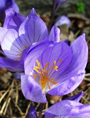 crocus speciosus oxonian