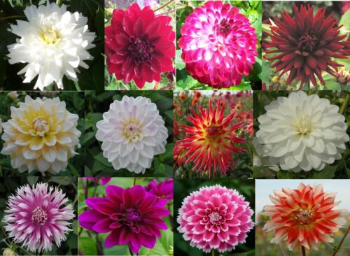 dahlia mix (1)