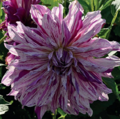 dahlia taiheiyo small