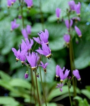 dodecatheon media