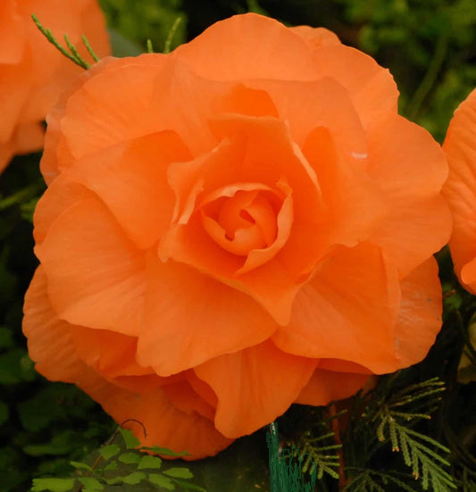 double orange