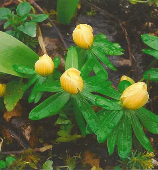 eranthis Pauline