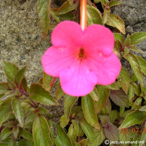 escheriana