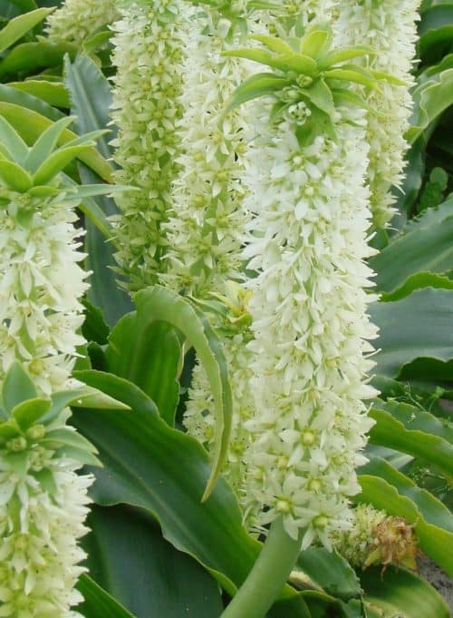 eucomis white