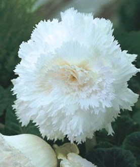fimbriata white