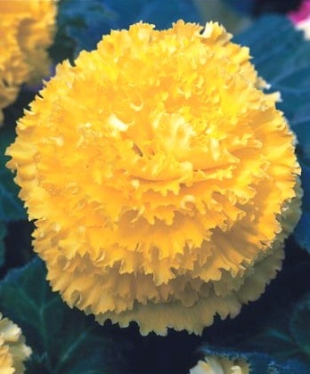 fimbriata yellow 1