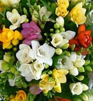 freesia