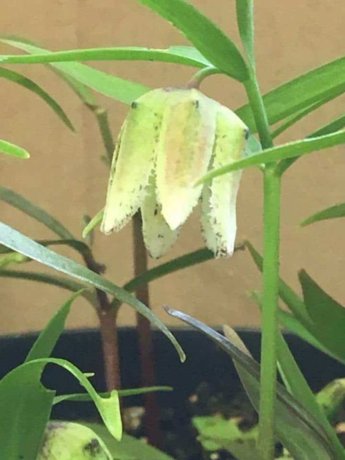 fritillaria japonica var kodz