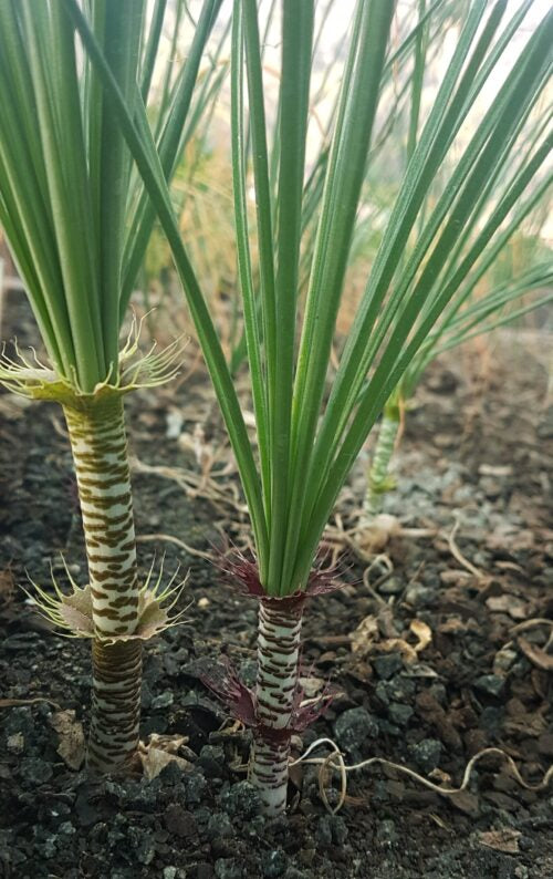 gethyllis cavidens colour vary