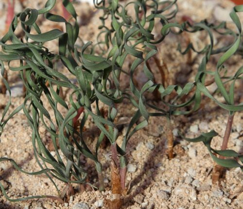 gethyllis oligophylla.