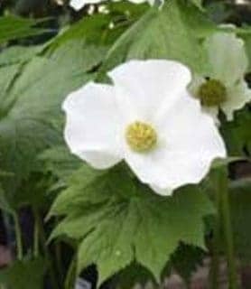 glaucidium-palmatum-album