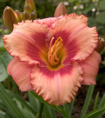 hemerocallis Strawberry Candy NEW