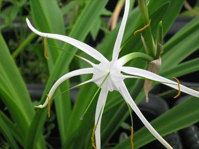 hymenocallislongipetala070708