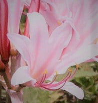 incarnata