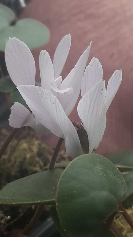 intaminatum