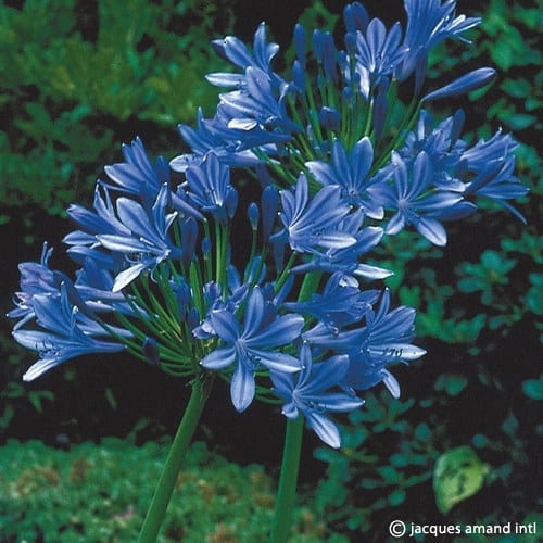 intermediablue