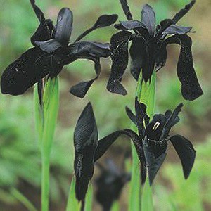 iris chrysogr black form
