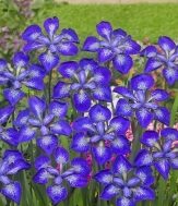 iris i_see_stars