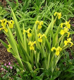 iris pseudacorus. variegata 2