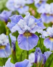 iris siberica mission bay