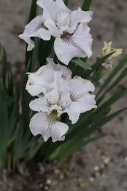 iris siberica not quite white