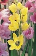 ixia mixed (2)